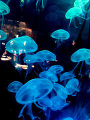 El eterno resplandor de in azul indomable.