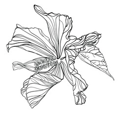 black and white line illustration of hibiscus flower on a white background