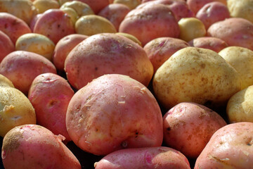 A lot of clean and large potatoes of the new crop. Farmer's natural vegetable on a Sunny day