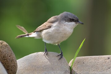 Spotted Flycatcher (Muscicapa striata) sitting on stones. Czech Republic. Europe.