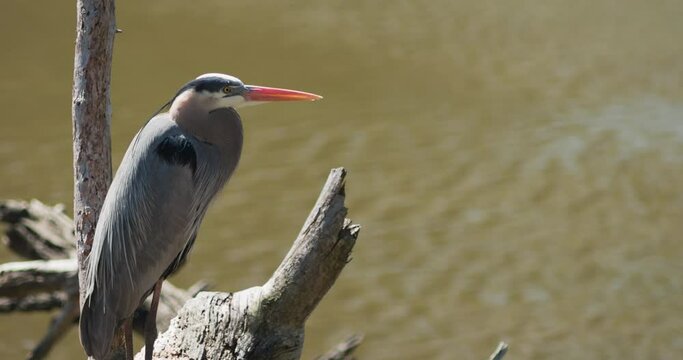 Great blue heron resting on branch over creek, blinking eyes.