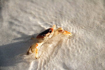Orange crab running around on a tropical beach in Cuba