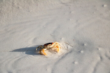 Orange crab running around on a tropical beach in Cuba