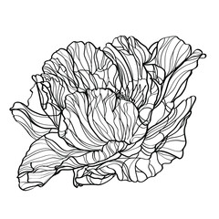 Peony vector illustration. Black and white floral vector illustration of a peony