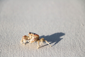 Orange crab running around on a tropical beach in Cuba