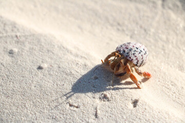 Orange crab with a shell on a tropical beach in Cuba