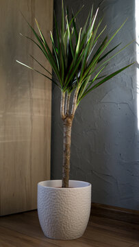 flower in a white pot in home