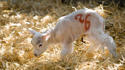 New born Lleyn lamb at lambing time