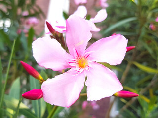 Oleander (in german Oleander also Rosenlorbeer) Asteraceae