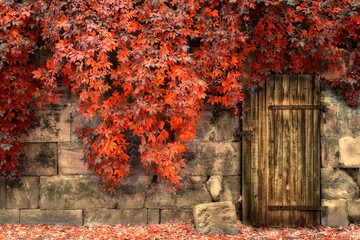 The Wall