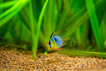 Blue Balloon Ram (Microgeophagus ramirezi) in a fish tank with blurred background