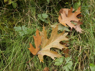 Blätter fallen im Herbst