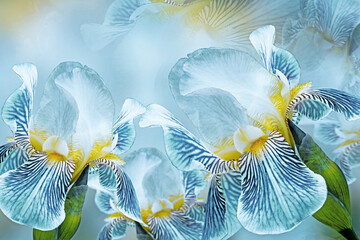 Spring bouquet of  blue irises flowers on a sunny white-blue background. Close-up.Greeting card. Nature.