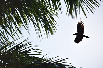 Tropikalne popołudnie  © MichalSt