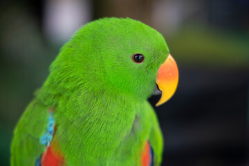 Fototapeta na wymiar Close-Up on Eclectus Parrot