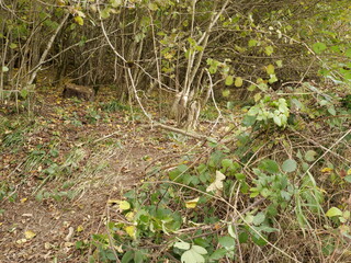 Biber - Hecke nach Biberfraß