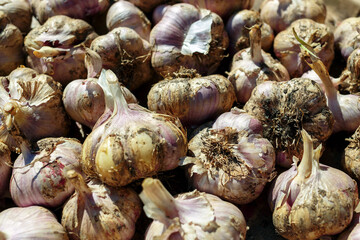 Lots of garlic from the new crop. Background. Top view