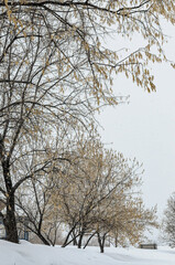 bench and trees in the snow