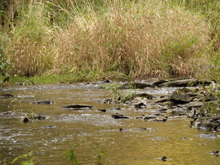 Wadrill - Bach bei Gusenburg