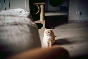 Beautiful British short hair cat on a light wooden floor