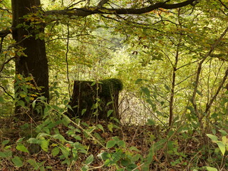 Baumstumpf unter einem Baum