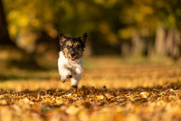 Cute Purebred Jack Russell Terrier. Little cute dog is running in the woods on a path in the autumn leaves