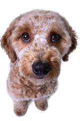 Un cachorro de mini golden doodle mira hacia la cámara con cara de yo no fui	