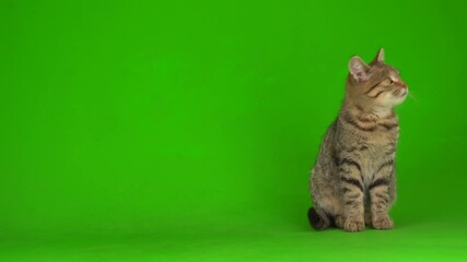 Gray beautiful kitten in a striped screen on a green background.