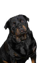Portrait of an adult rottweiler dog isolated on a white background