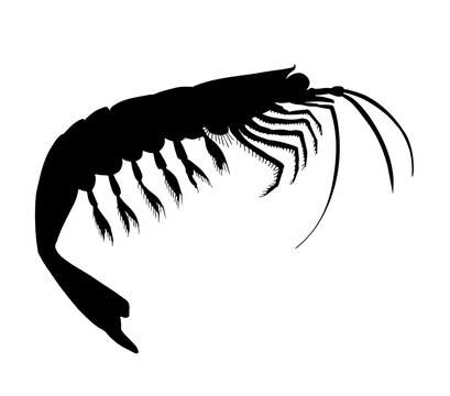 Krill. Hand drawn black vector silhouette realistic illustration.