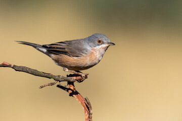 Male Subalpine warbler, Sylvia cantillans, perched on a branch against a uniform unfocused green background