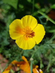 California gold poppy also California sunlight (in german Kalifornischer Mohn, Eschscholtzie, also Gottesaugen) Eschscholzia californica