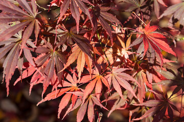 Japanese Maple (Acer palmatum): Autumn colour in East Sussex, England