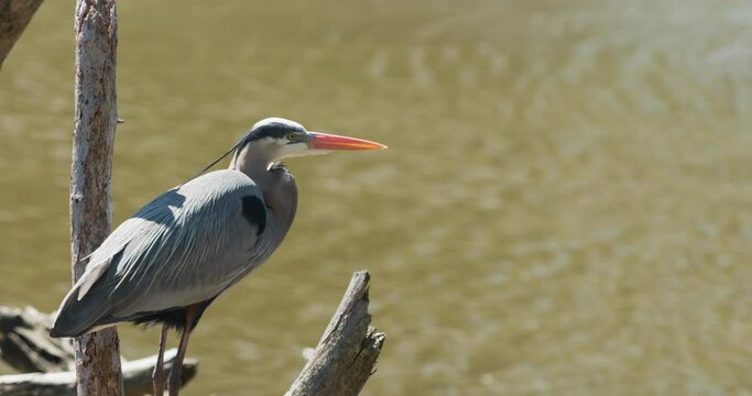 Great blue heron resting on branch over creek, flying away.
