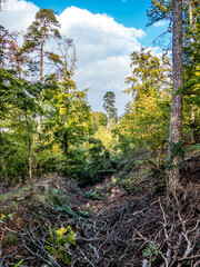 Frisch gefällte Bäume im Wald