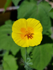 California gold poppy also California sunlight (in german Kalifornischer Mohn, Eschscholtzie, also Gottesaugen) Eschscholzia californica