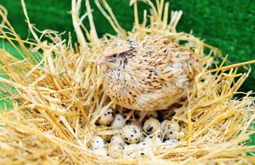 a domestic quail sits in a nest and hatches quail eggs.Poultry farm, agriculture