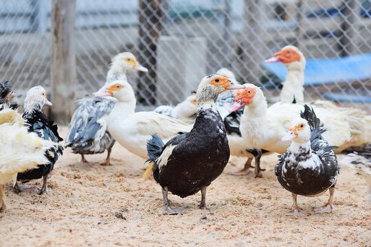 a flock of black and white musk ducks walk on the sand in the poultry yard against the background of a poultry farm.