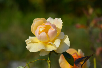 Hansestadt Rostock rose