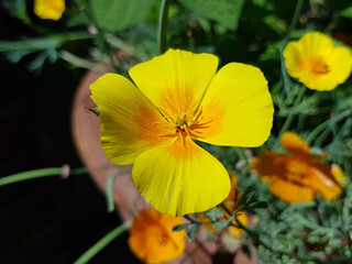 California gold poppy also California sunlight (in german Kalifornischer Mohn, Eschscholtzie, also Gottesaugen) Eschscholzia californica