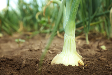 Green onion growing in field, closeup. Harvest season