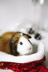 Christmas Guinea pig