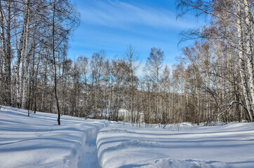 Wonderful winter landscape - narrow path in deep snow leading to birch forest