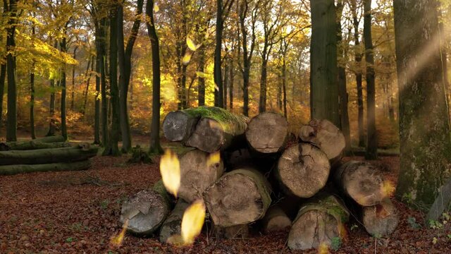 Autumn in deciduous forest. Tree trunks are lying in the foreground. The leaves are falling and birds are singing. Forest from Brilon, Sauerland, Germany.