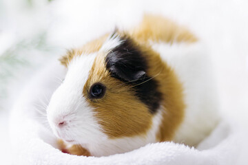 Guinea pig on a white background