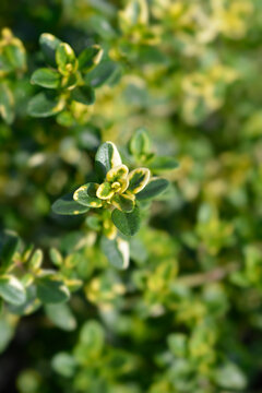 Bertram Anderson Thyme