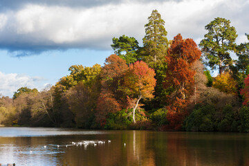 Glorious Autumn colour: trees by a lake in East Sussex, England, UK