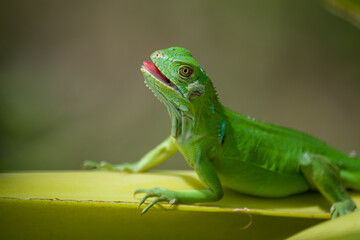 Iguana verde sobre planta de platanos