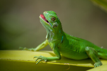 Iguana verde sobre planta de platanos