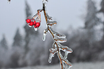 Closeup einer mit Eis überzogenen Beere im Winter